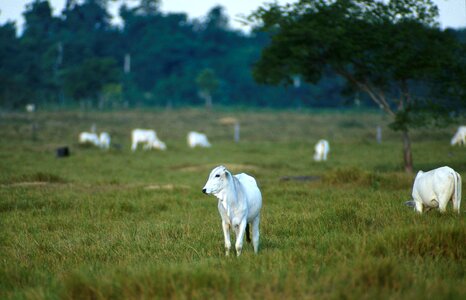 Calves cows animals