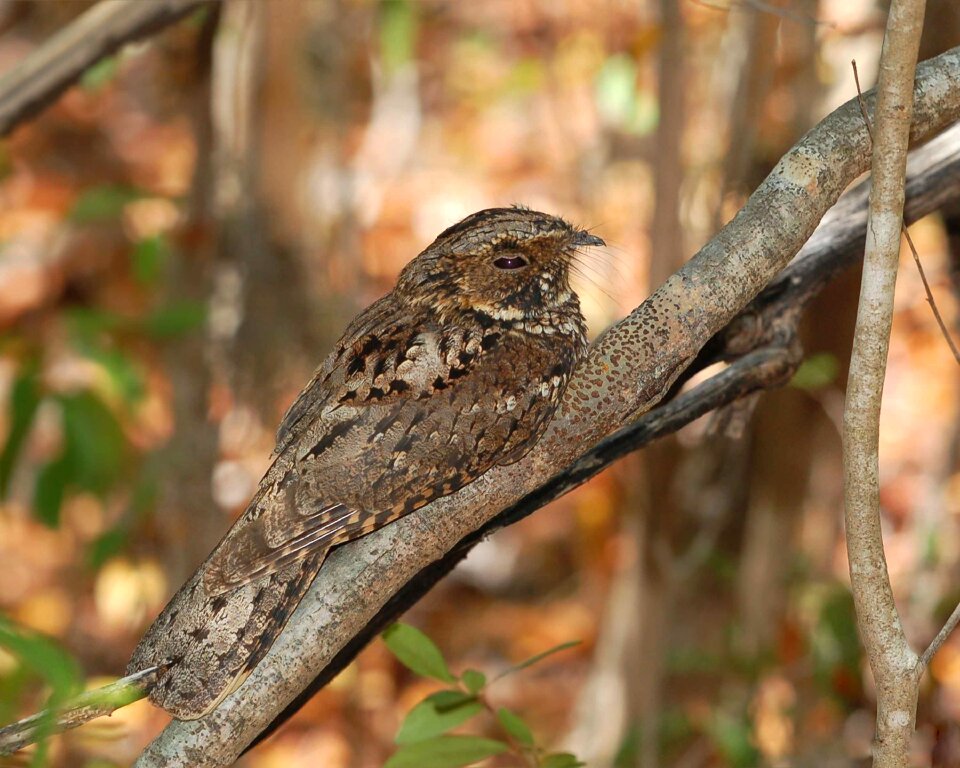 Bird nightjar rican