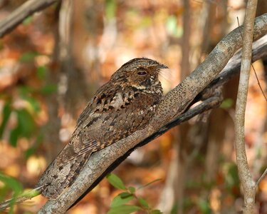 Bird nightjar rican