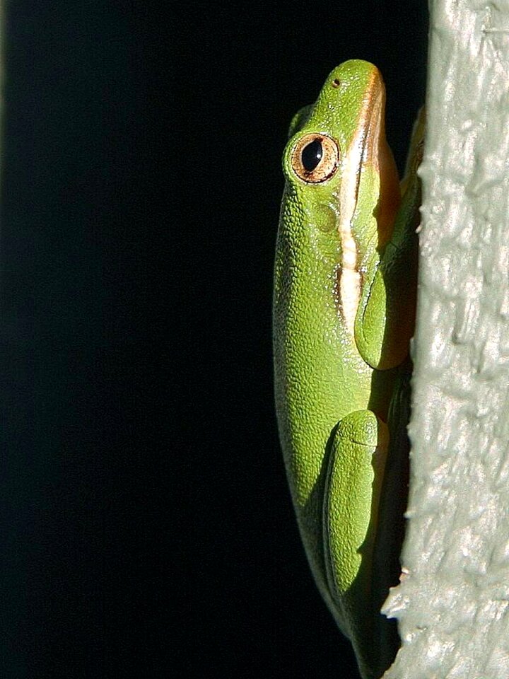 Frog amphibians reptiles photo