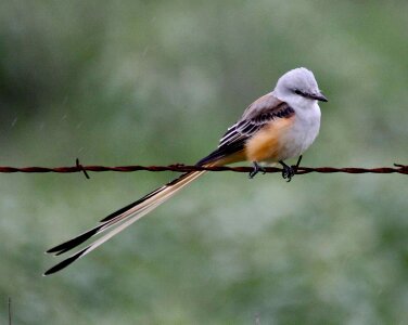 Flycatcher tailed scissor