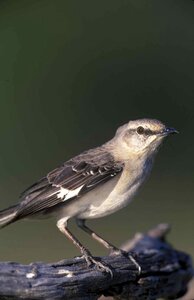 Mockingbird northern birds