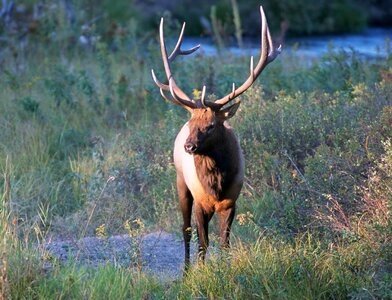 Deers animals fauna