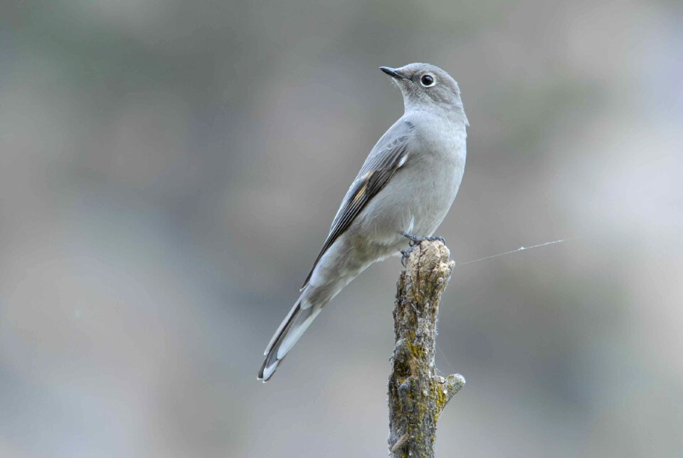 Townsendi myadestes bird