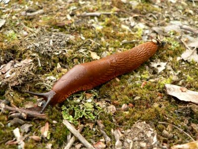 Snails animals fauna