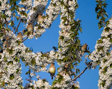 Waxwings cedar bird