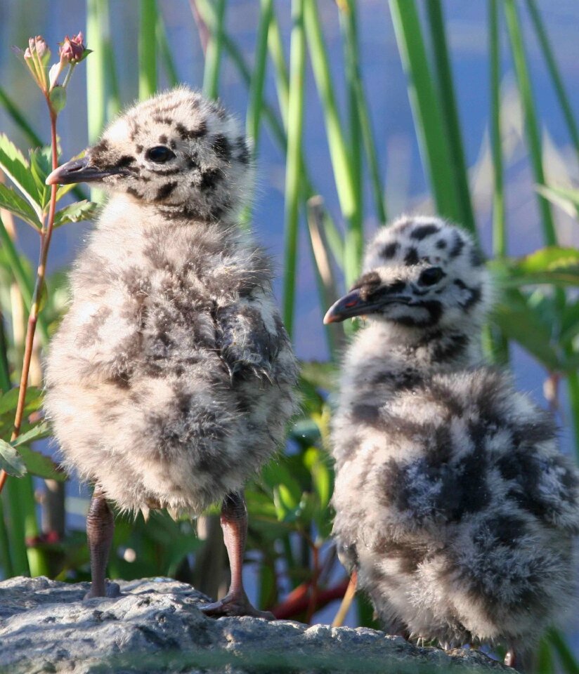 Gull mew bird