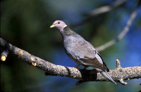 Male pigeons birds