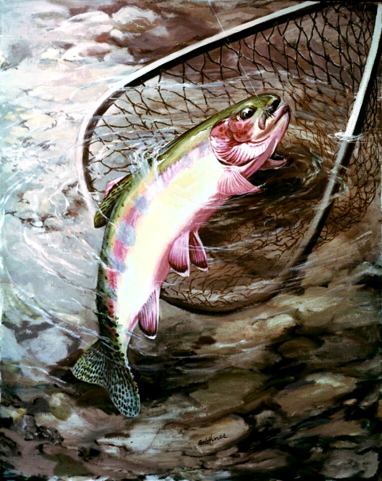 Golden trout fishes