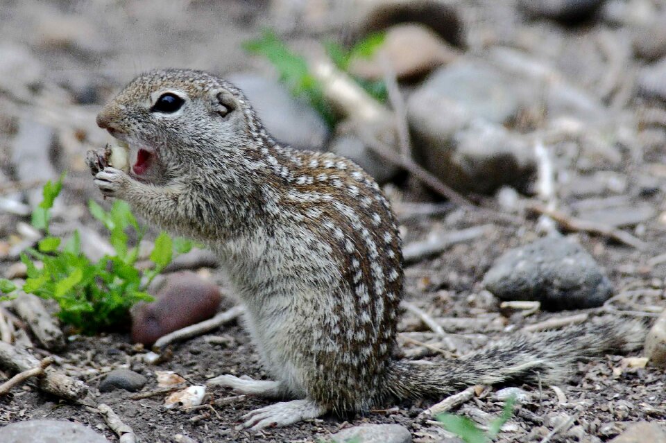 Mexican squirrel animals