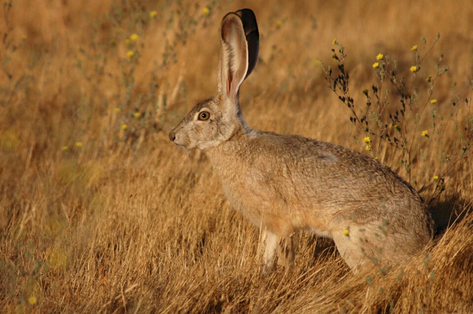 Tailed rabbit bunny