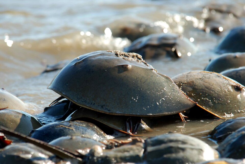 Polyphemus limulus horseshoe