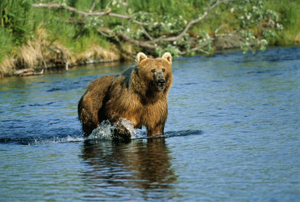 Animal bear brown