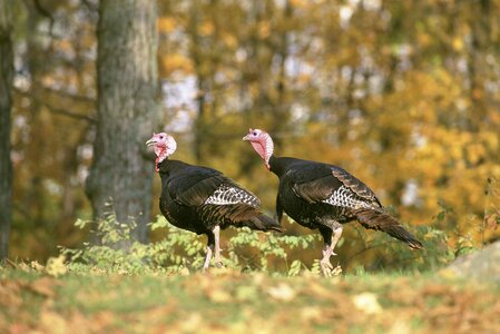 Walking gallopavo meleagris