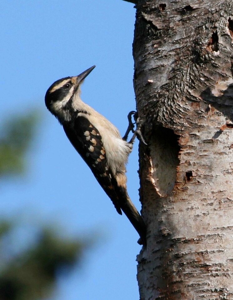 Bird woodpecker birds
