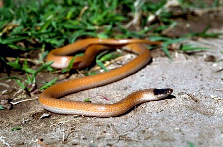 Plains snakes amphibians