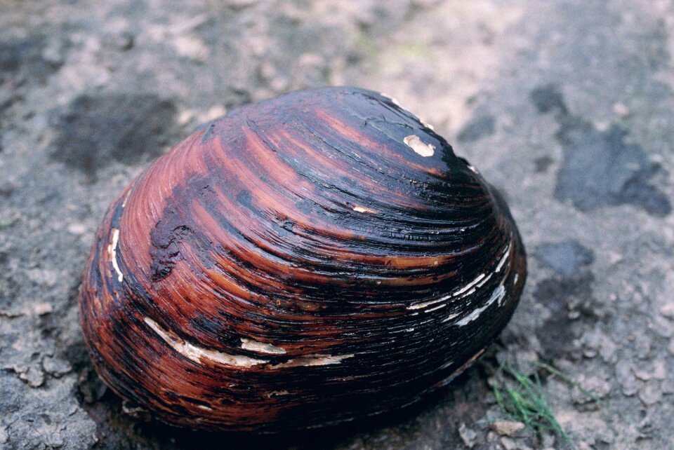 Lampsilis pearlymussel mucket