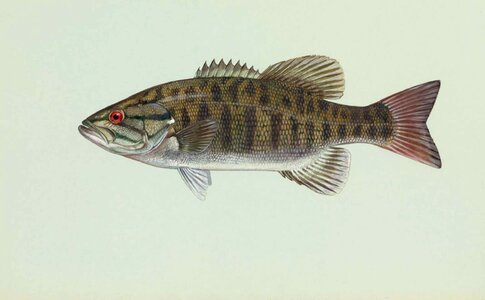 Micropterus bass fishes photo