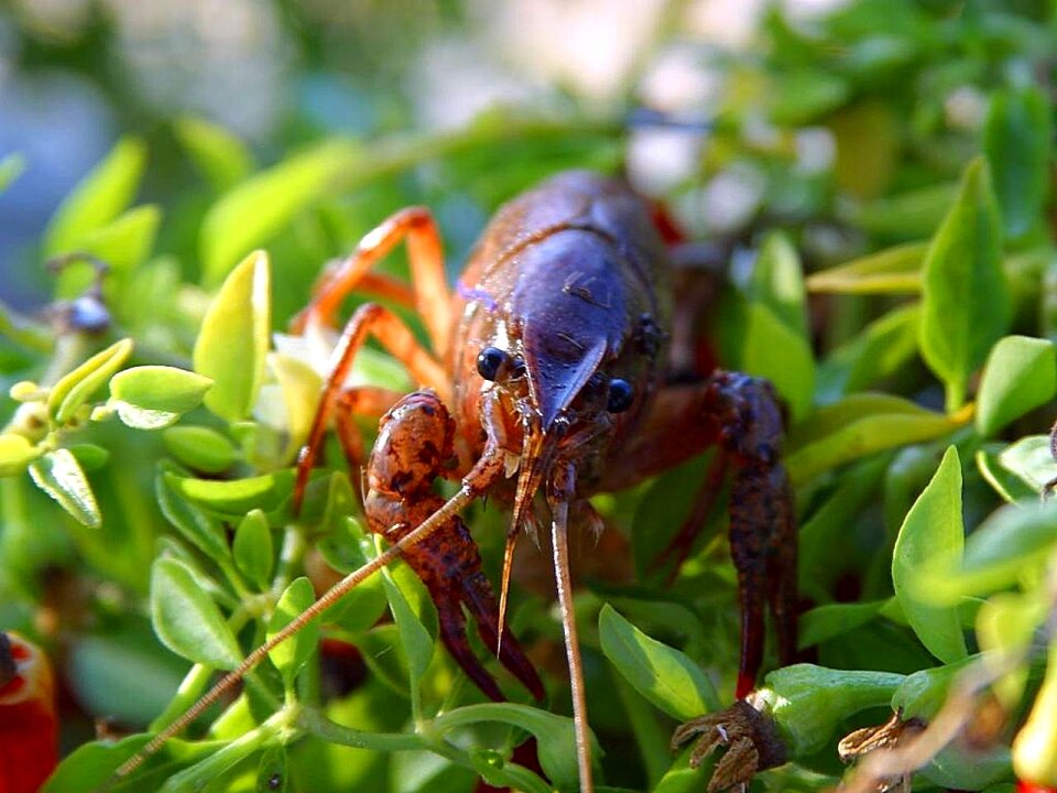 Lobsters crabs animals