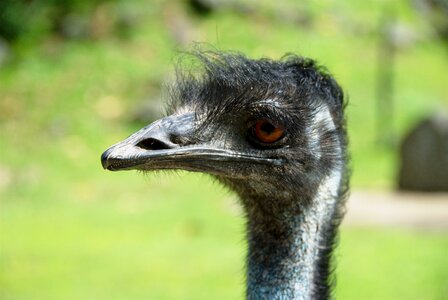 Head birds animals photo