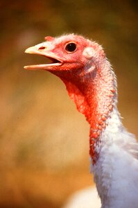 Birds animals fauna