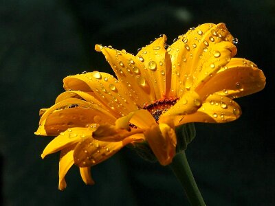 Dew water landscapes