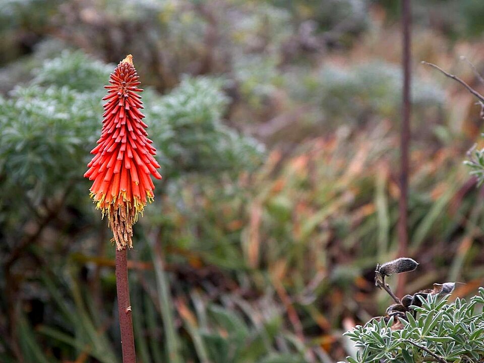 Flowers plants flora