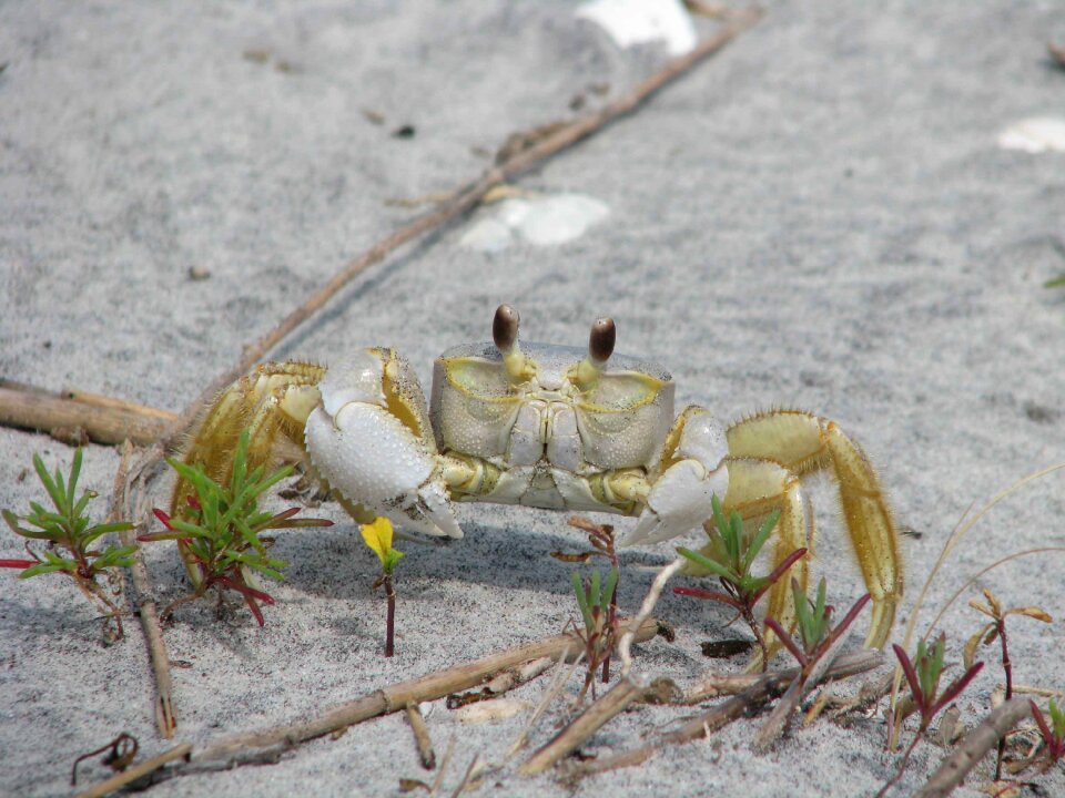 Lobsters crabs animals
