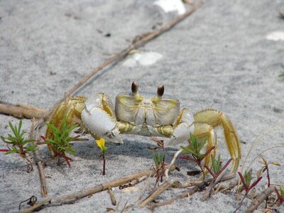 Lobsters crabs animals