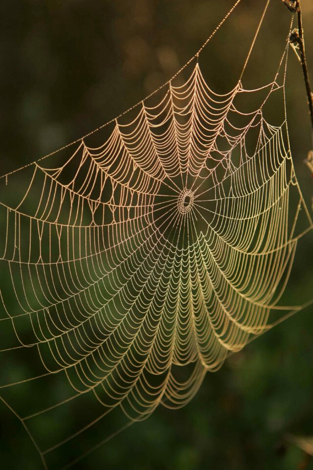 Water web spider