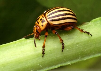 Beetle potato colorado