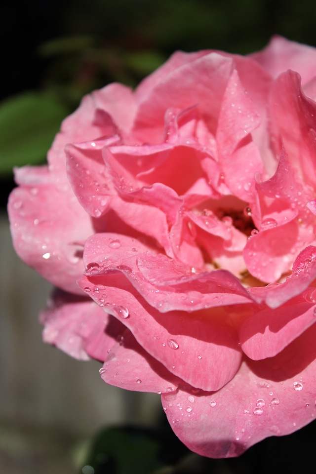 Flower close up macro
