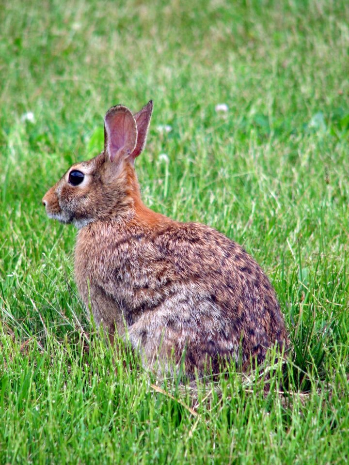 Rabbit bunny animals
