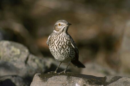 Thraster sage birds