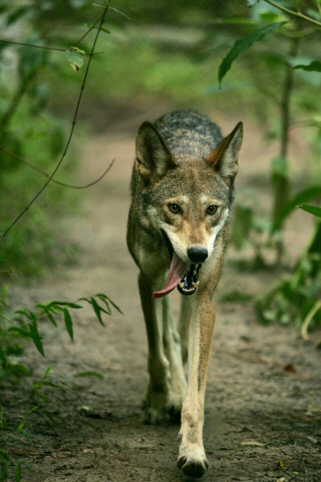 Foxes animals fauna