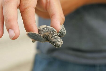 Loggerhead turtles amphibians