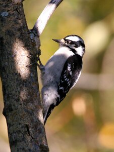 Birds animals fauna