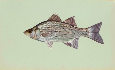 Morone bass fishes