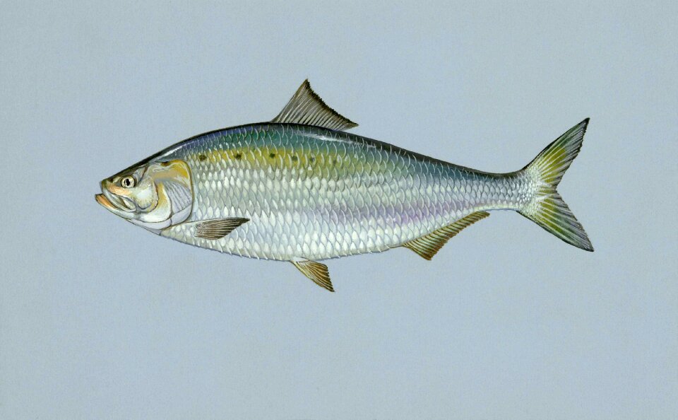 Shad american fishes