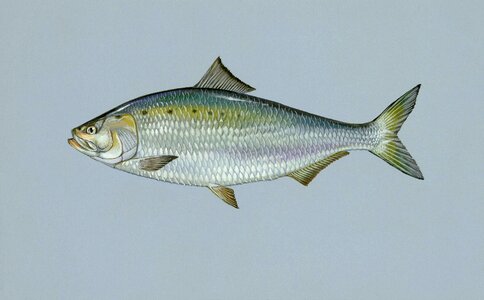 Shad american fishes photo