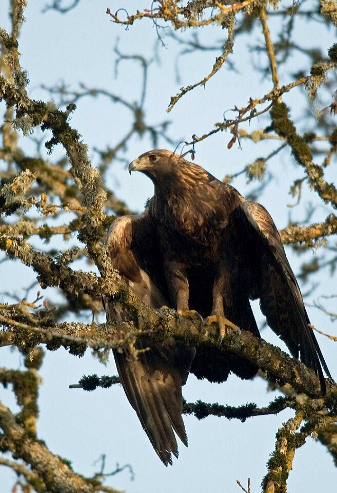 Aquila golden eagle