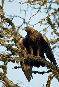 Aquila golden eagle photo