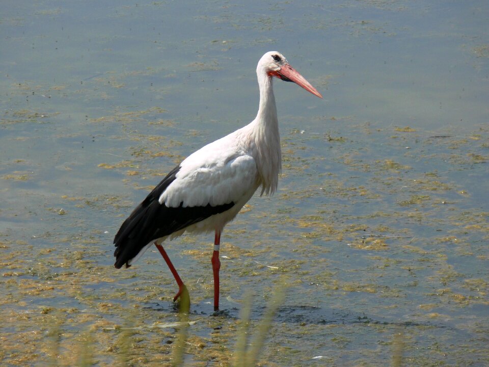 Animals fauna