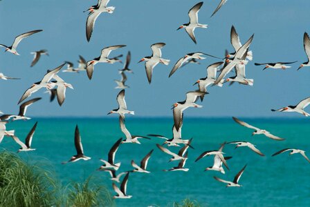 Black flock skimmer