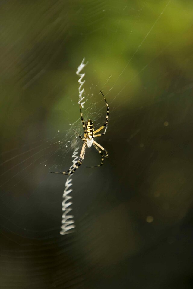 Spider spiders bugs