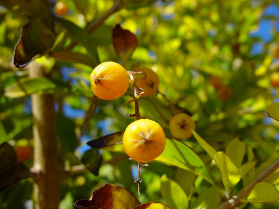 Little shrubs bushes
