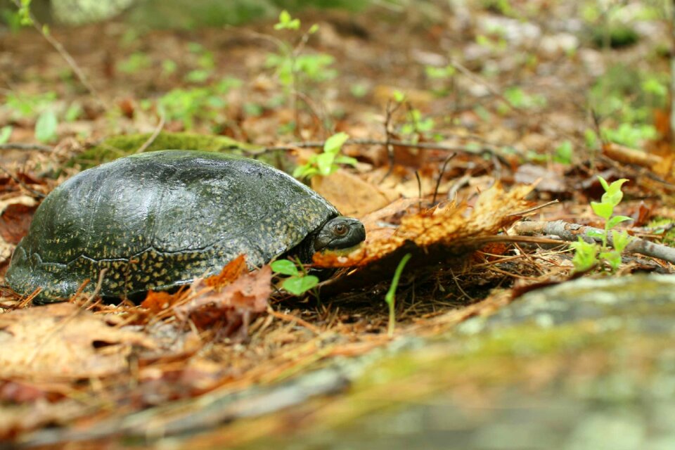 Ground turtle blandings