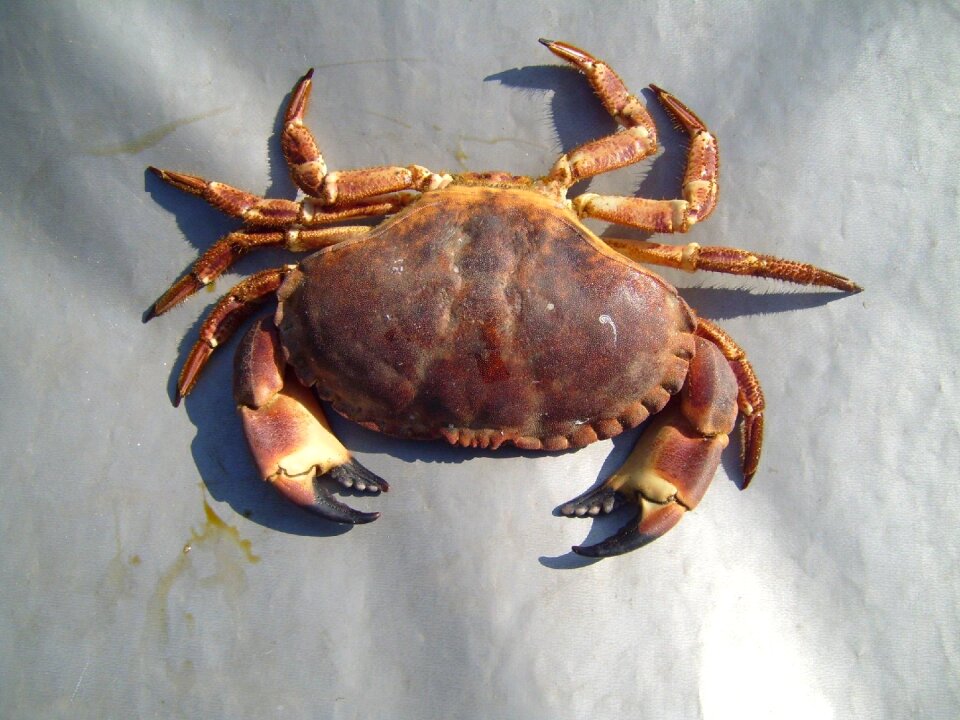 Crabs animals fauna