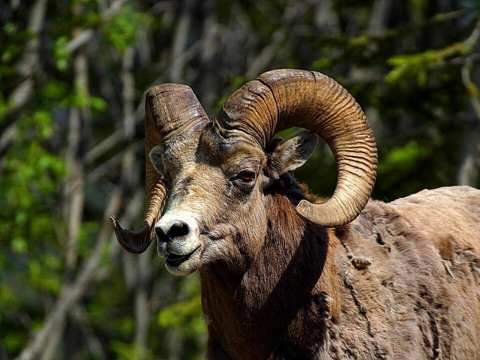 Rocky sheeps animals