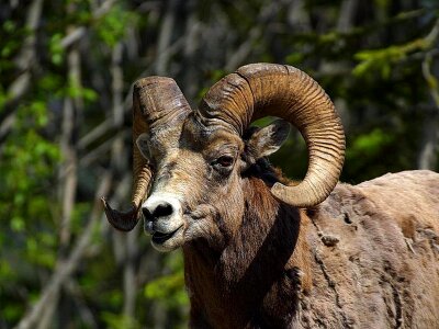 Rocky sheeps animals